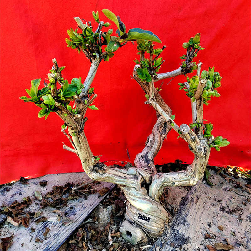 老桩金银花盆栽四季o花盆景树桩好养易活室内庭院耐寒耐热花卉绿