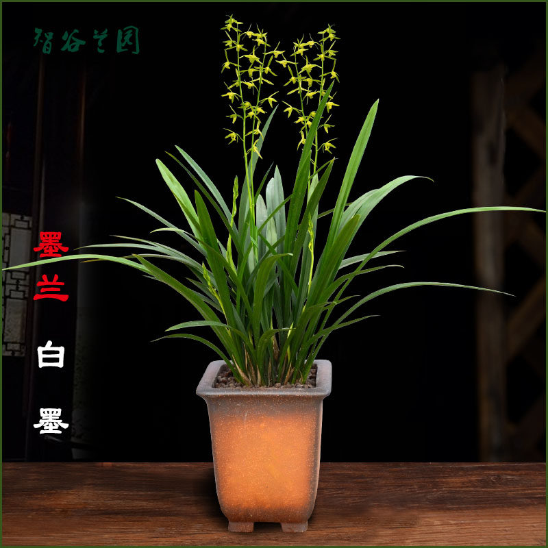 兰花仙殿白墨 浓香素心墨兰 宽叶兰草 企剑软R剑客厅阳台庭院花卉
