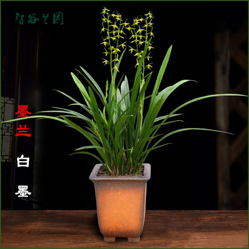 兰花仙殿白墨 浓香素心墨兰 宽叶兰草 企剑软R剑客厅阳台庭院花卉