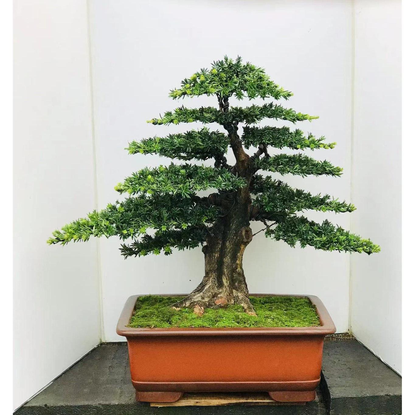 罗汉松盆景树桩米叶珍珠雀舌真柏迎客悬崖矮霸造型庭院阳台客厅