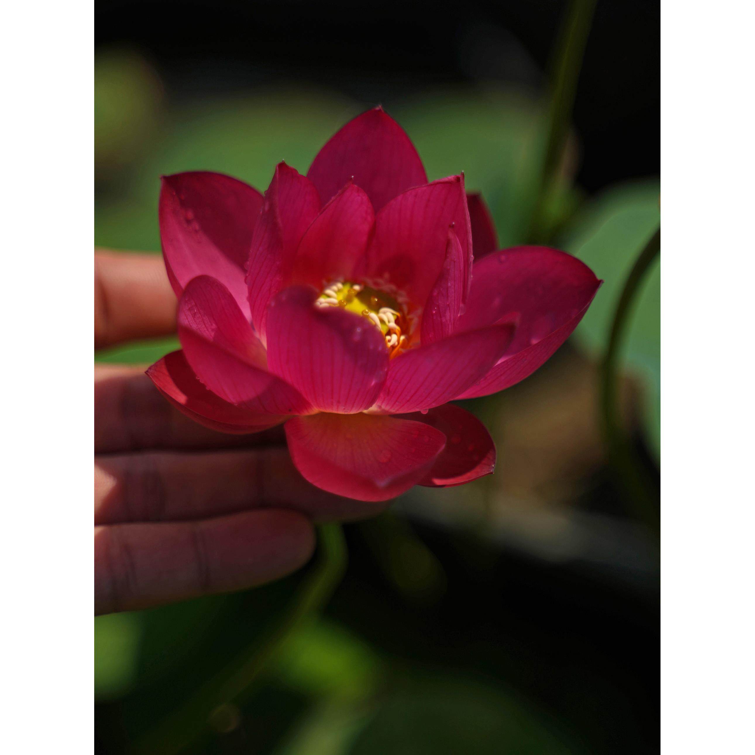 新品【来宾·醉芙蕖】周劲松红色小盆栽荷花微型莲花碗莲种藕苗