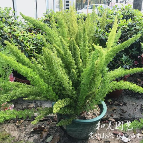 和美园艺 狐尾天门冬 常绿多年生 庭院造景植物 耐热耐寒 包邮