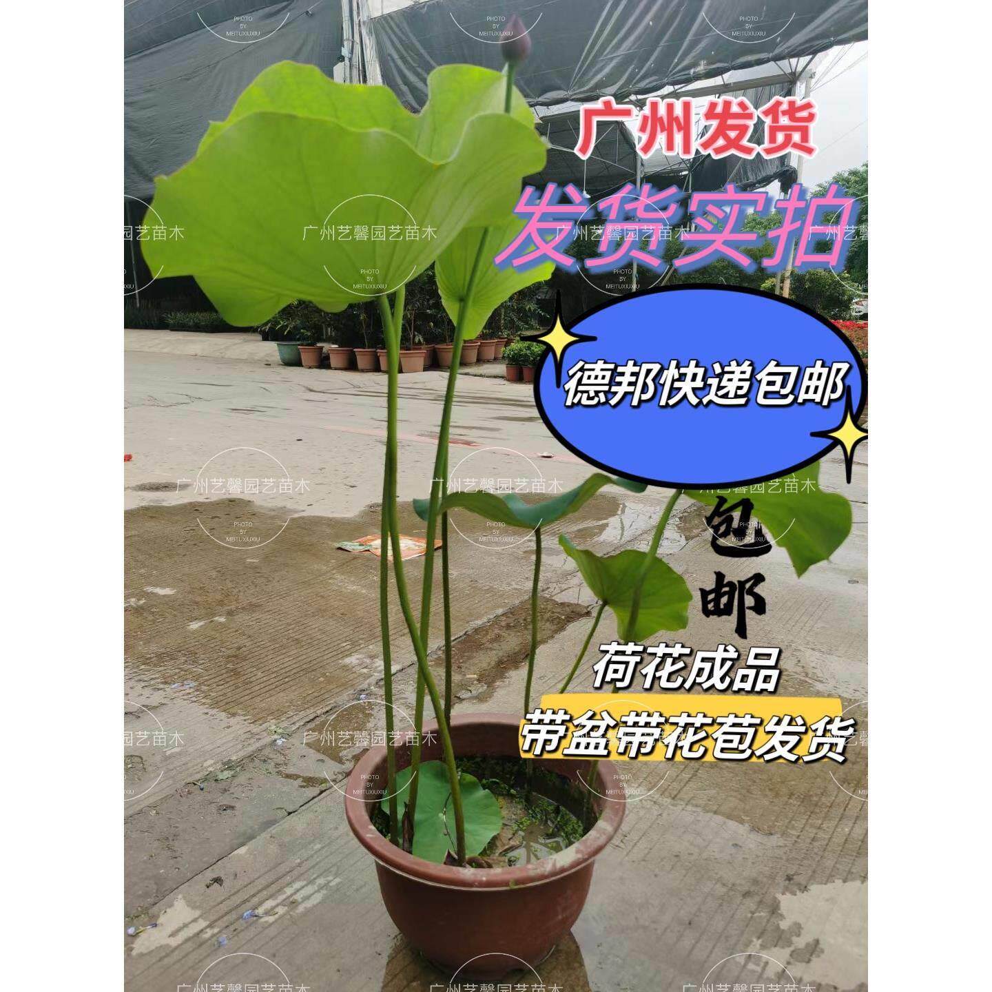 荷花成品带花苞带盆室外水生植物睡莲大型荷花碗莲鱼池hh