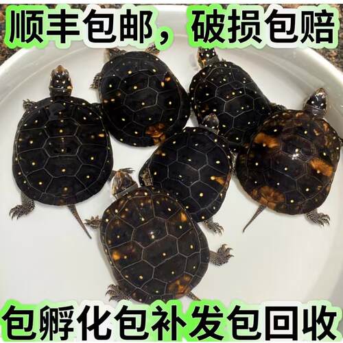 星点水龟幼龟观赏乌龟活体纯种星点龟满天星斑点水龟苗高端宠物龟