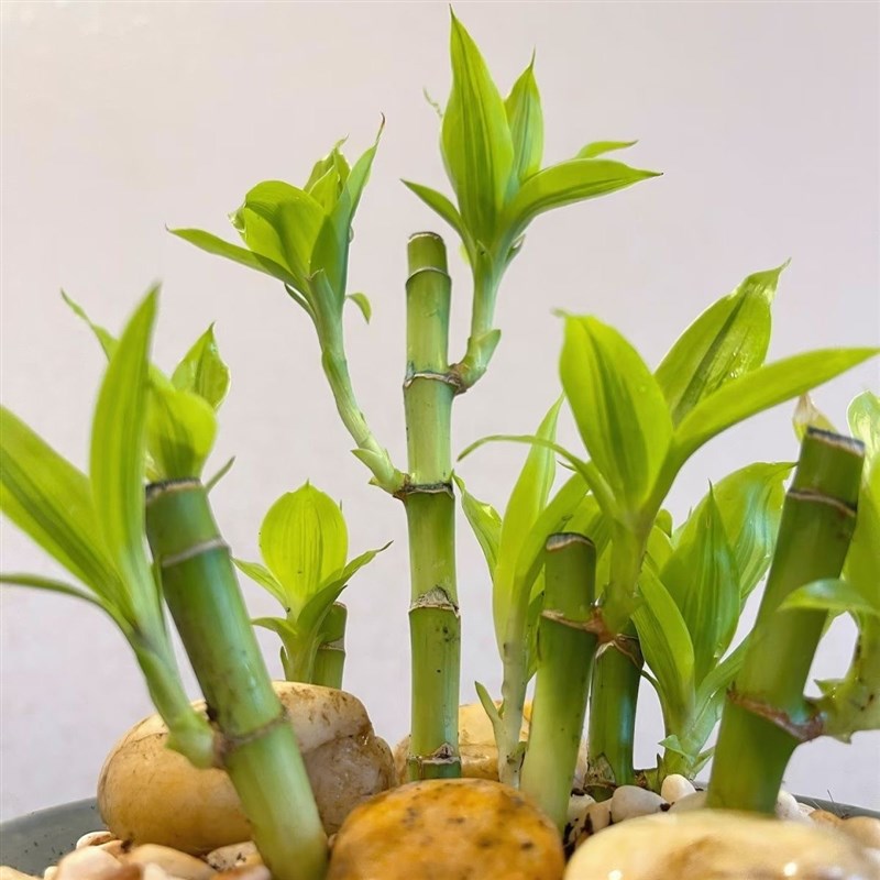 长芽带根开 运竹特别编v织造型水培富贵竹小号迷你水竹文昌竹