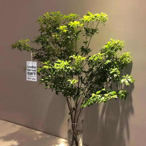 马醉木水培植物鲜切枝条盆栽活树室内小绿植吊钟树Z苗客厅水养