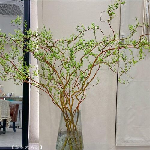 龙柳鲜切枝富贵竹客m厅水培网红绿植物花卉室内盆栽好养活干支雪