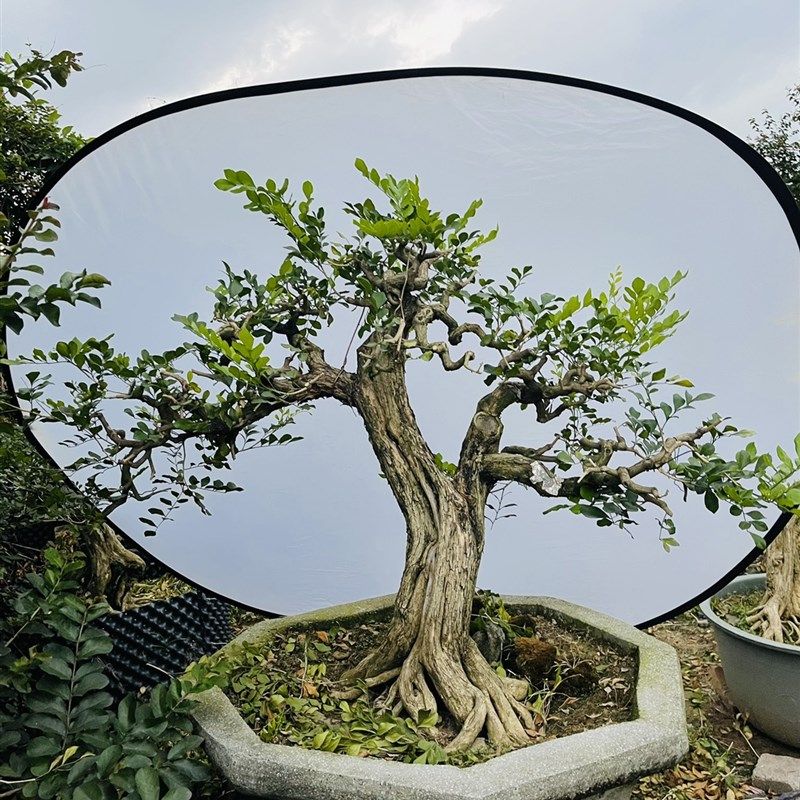 九里香矮霸老桩小叶盆栽树苗四季开花大树驱蚊矮化精品所拍即所发