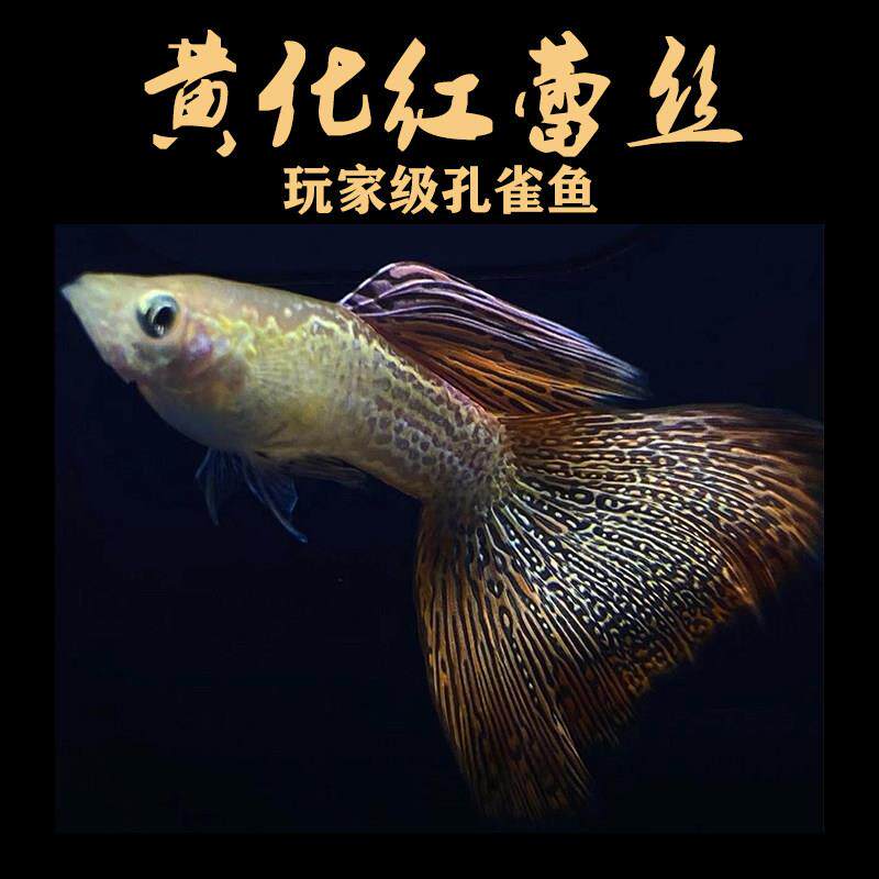 黄化红蕾丝孔雀鱼活热带观赏淡水稀有大尾背精品玩家级