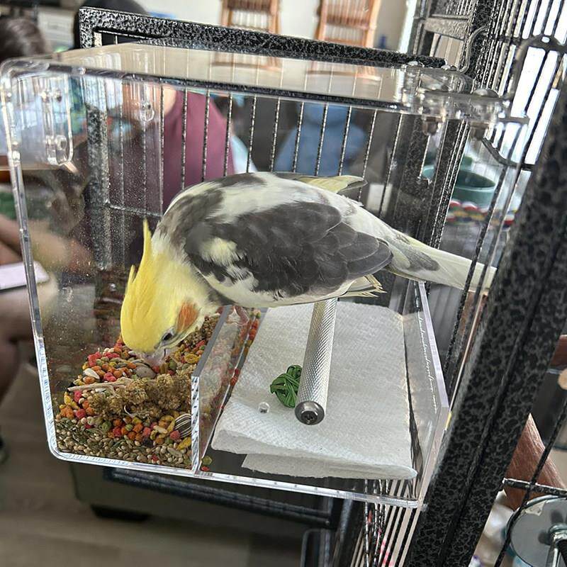 厂家直销亚克力鹦鹉自动喂食器 鸟类防撒食盒 宠物自动喂食器