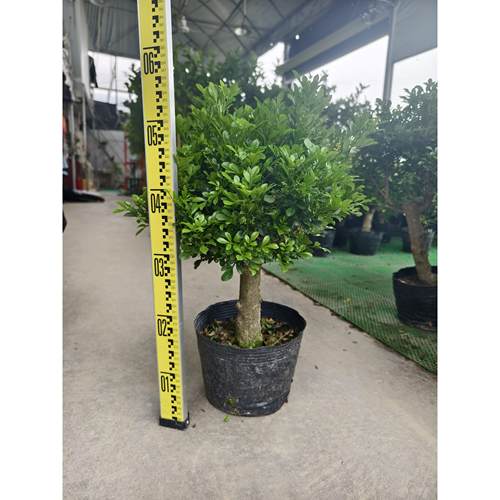 老桩造型米兰盆景