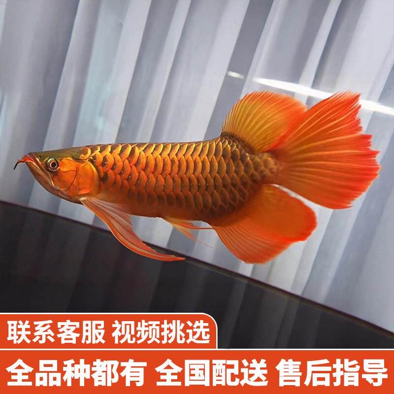 金龙鱼红龙鱼苗活体黄化银龙活鱼幼苗大型龙鱼幼鱼观赏鱼印尼小鱼
