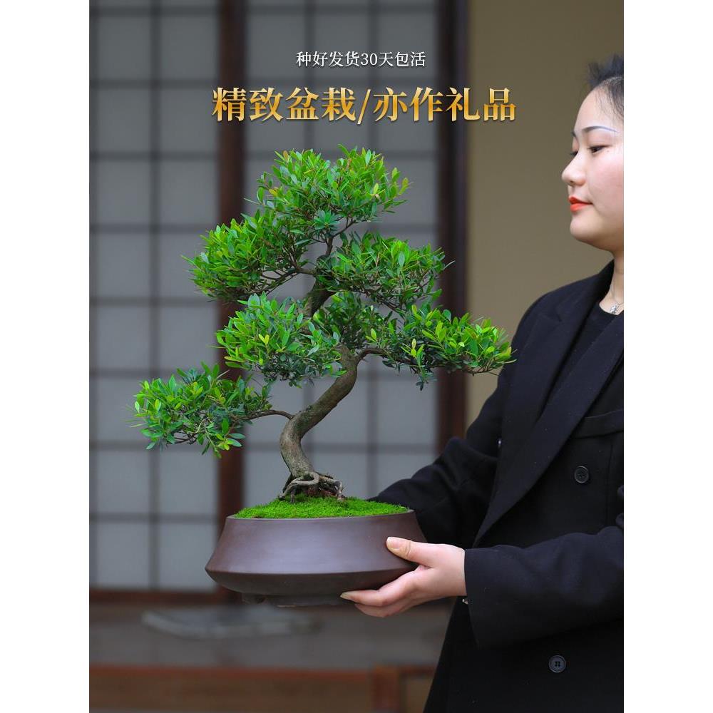 小叶赤楠老桩盆栽客厅桌面盆栽植物阳台四季好养室外耐寒绿植盆景