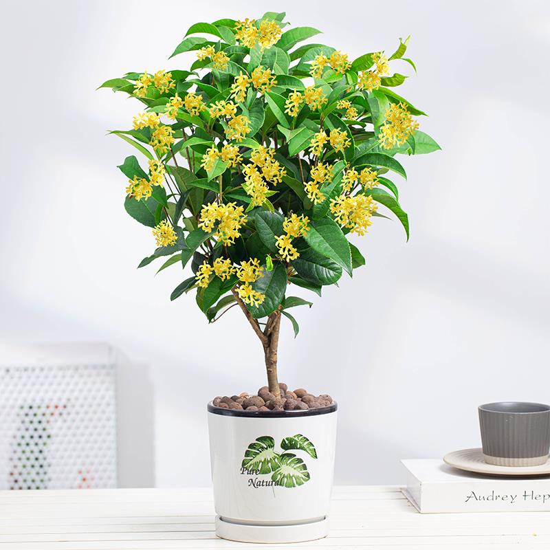 桂花盆栽树苗浓香型老桩四季金桂庭院室内外盆景绿植花卉好养易活