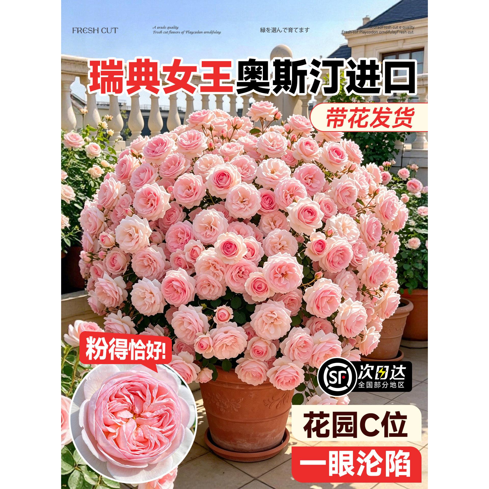 瑞典女王月季花苗灌木大花浓香庭院阳台花园开花玫瑰盆栽特大花卉
