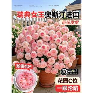 瑞典女王月季花苗灌木大花浓香庭院阳台花园开花玫瑰盆栽特大花卉