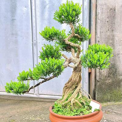 小叶雀舌皱皮黄杨盆景树桩名贵老桩树苗造型室内熟桩室外好养易活