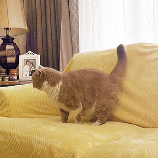 款 防猫抓沙发套罩不粘毛万能全包保护沙G发垫盖布全盖通用四季 夏