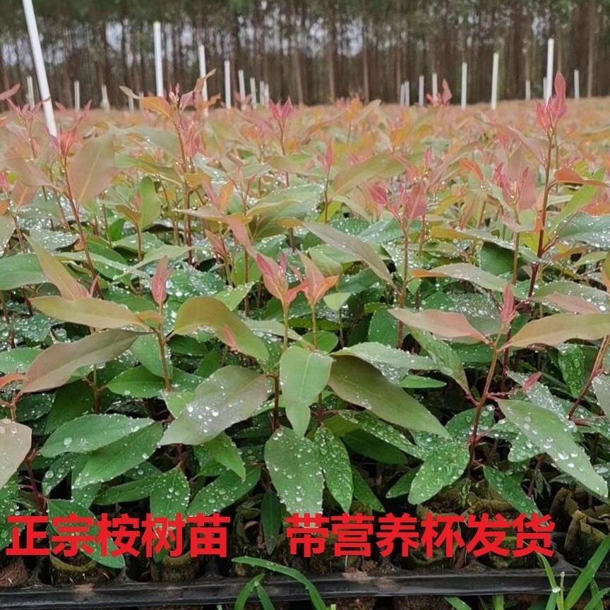 桉树苗速生桉树苗广一广九二代2z9号桉树树苗快速绿化林苗经济造