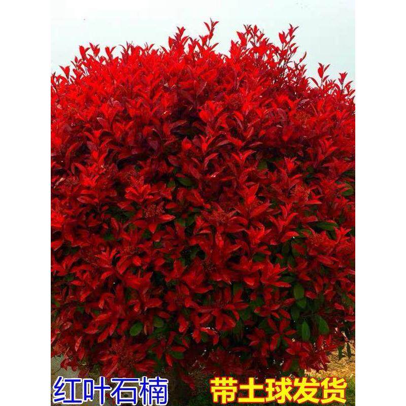 买四送一红叶石楠球形大小树苗金黄杨女贞冬青四季火焰红室外庭院