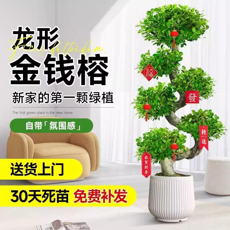 金钱榕大盆栽室内大型盆景招财金钱树客厅办公室摇钱树发财树四季