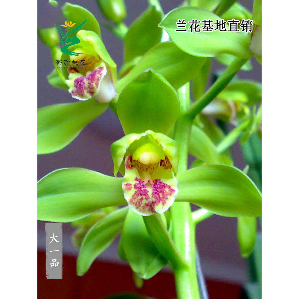 翁源兰花苗老种蕙兰大一品虎斑线艺浓香好养室内办公室绿植卉盆栽