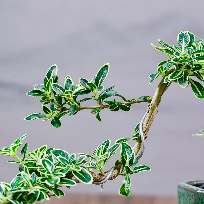 六月雪盆景老桩室内绿植花卉客厅办公室桌面禅意摆件植物好养盆栽