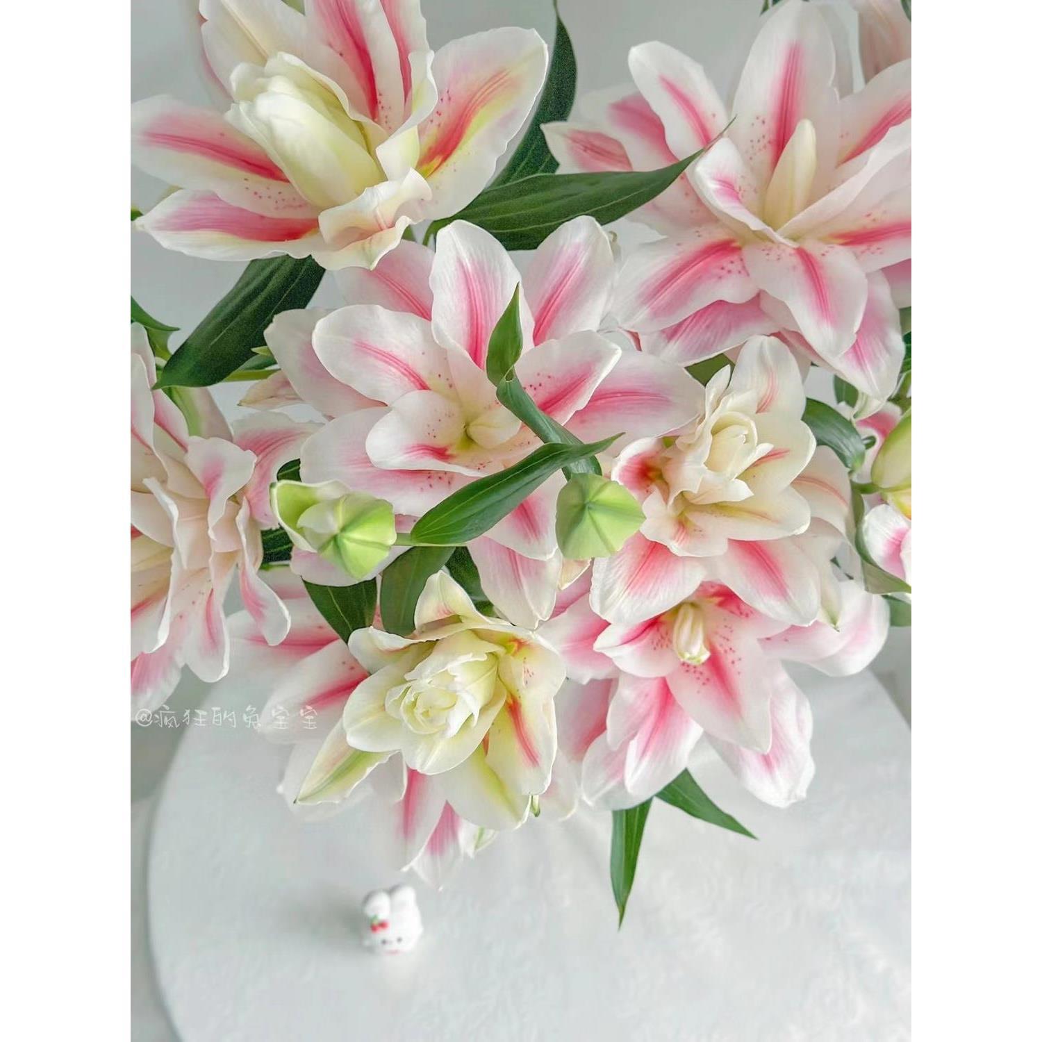 【云南优质鲜花】云南鲜花重瓣百合