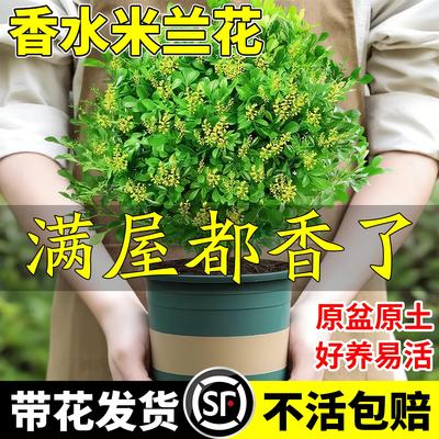 香水米兰花卉盆栽带花苞老桩浓香型四季花卉大全室内名贵花卉绿植