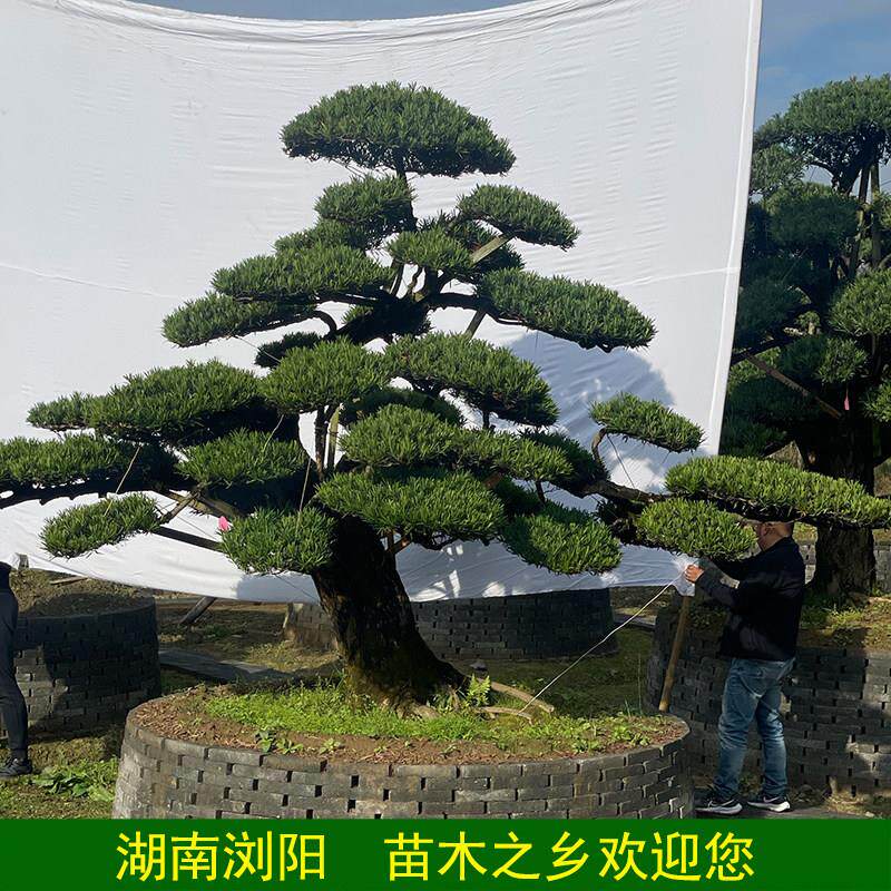 浏阳市造型罗汉松大型苗木基地自产自销园林绿化工程景观树