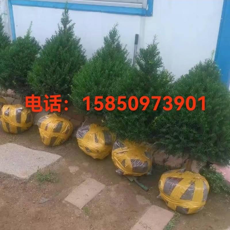 耐寒东北方红豆杉盆景大盆景大树树苗盆栽地栽室内外一公一母带果
