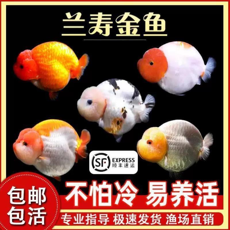 兰寿金鱼冷水观赏鱼苗活体波妞金鱼奶牛蓝瘦泰狮好养耐活招财鱼苗