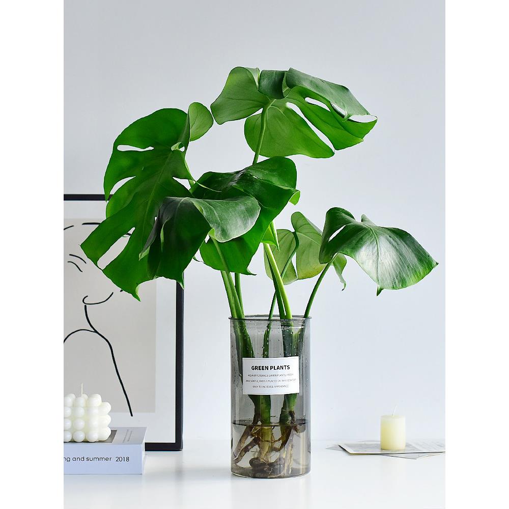 龟背竹水培带花瓶四季常绿室内盆栽花卉清新植物桌面鲜活好养好看
