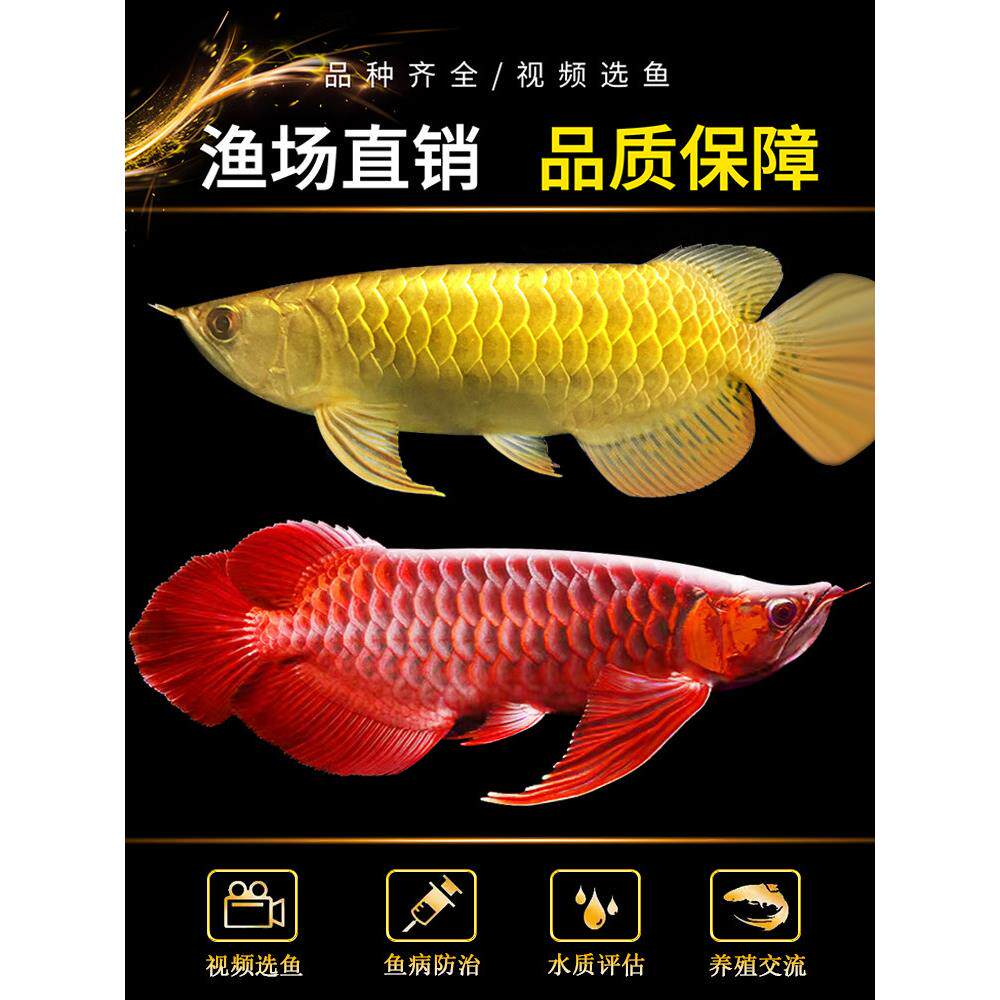 金龙鱼活鱼龙鱼幼苗过背高背练手印尼辣椒纯血红龙鱼苗热带观赏鱼