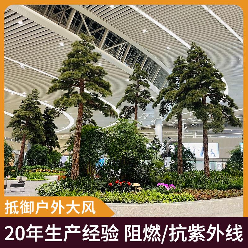 青岛机场绿化工程商场酒店机场车站室内松树装饰树木景观景区装饰