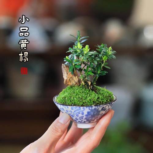 黄杨盆栽迷你小矮霸造型创意盆景桌面观叶绿植好养耐旱植物办公室