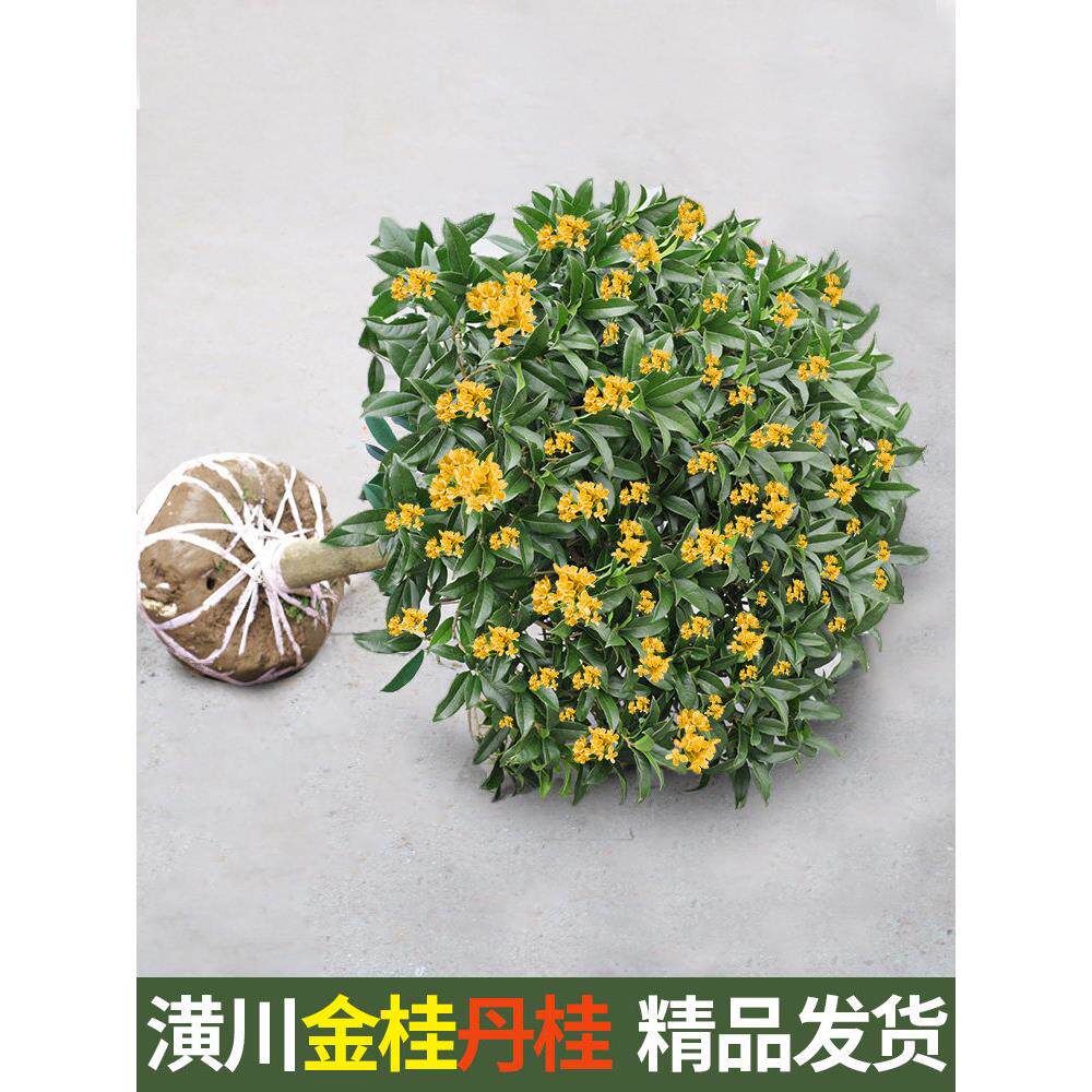 精品嫁接原生桂花树苗金桂四季桂大树浓香型庭院种植阳台室内盆栽