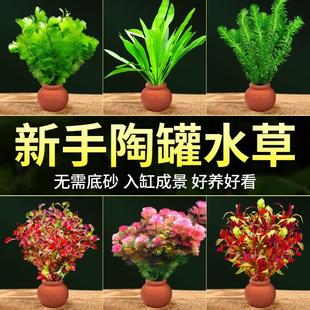 鱼缸小陶罐水草造景摆件增氧阴性水榕绿菊蜈蚣草净水定植水草套餐