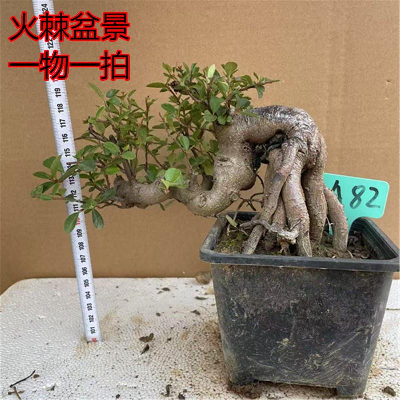 火棘盆栽飘枝小叶火棘盆景悬崖造型室内茶桌迷你掌上植物四季好养