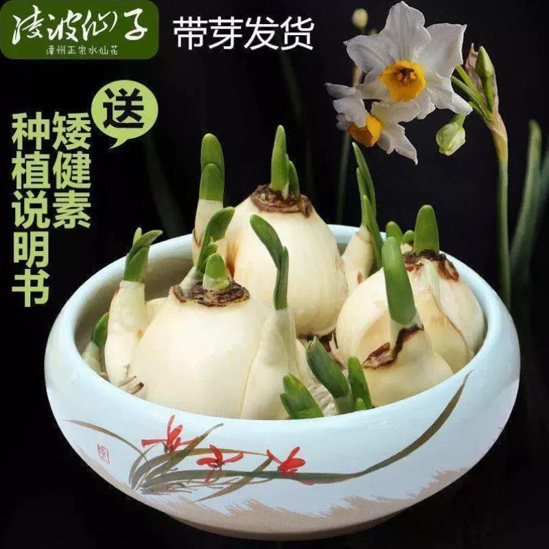 【耐寒水仙+盆+液】水仙花种球水培室内四季花卉盆栽水培植物