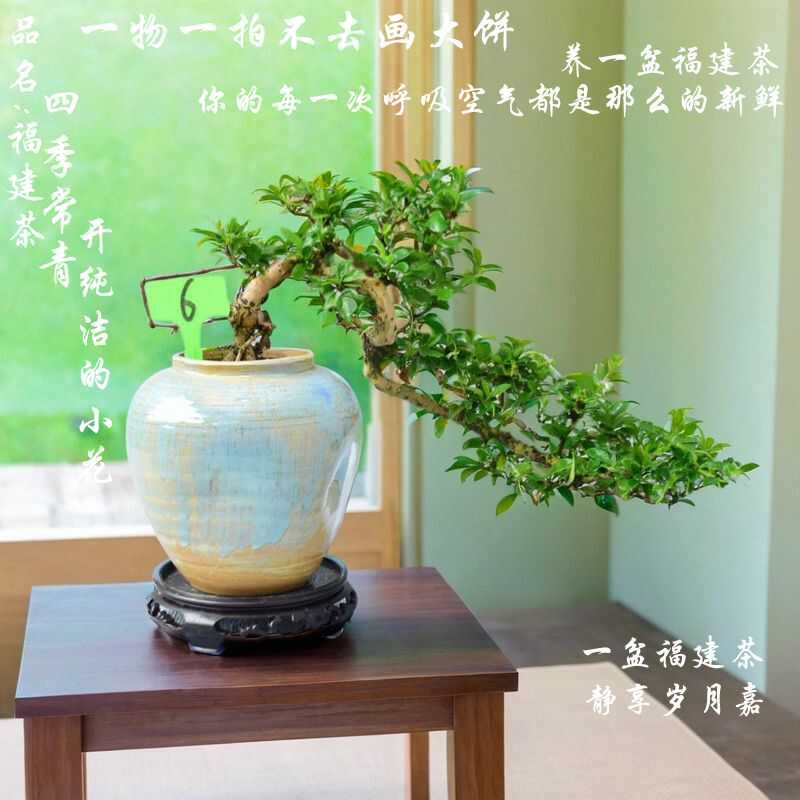 福建茶老桩造型盆景盆栽桌面办公室内庭院花卉绿植