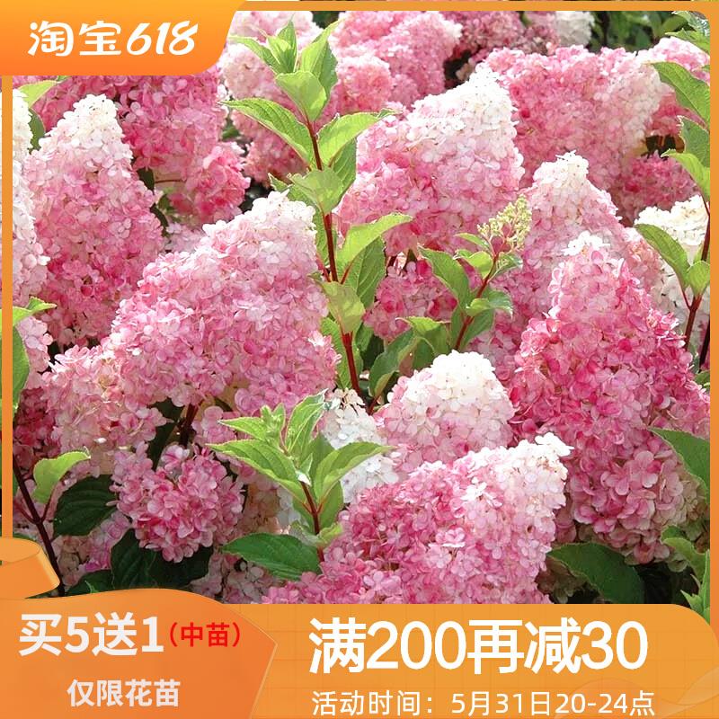 香草草莓圆锥绣球阳台盆栽室外庭院地栽耐晒耐旱耐热耐寒石灰灯