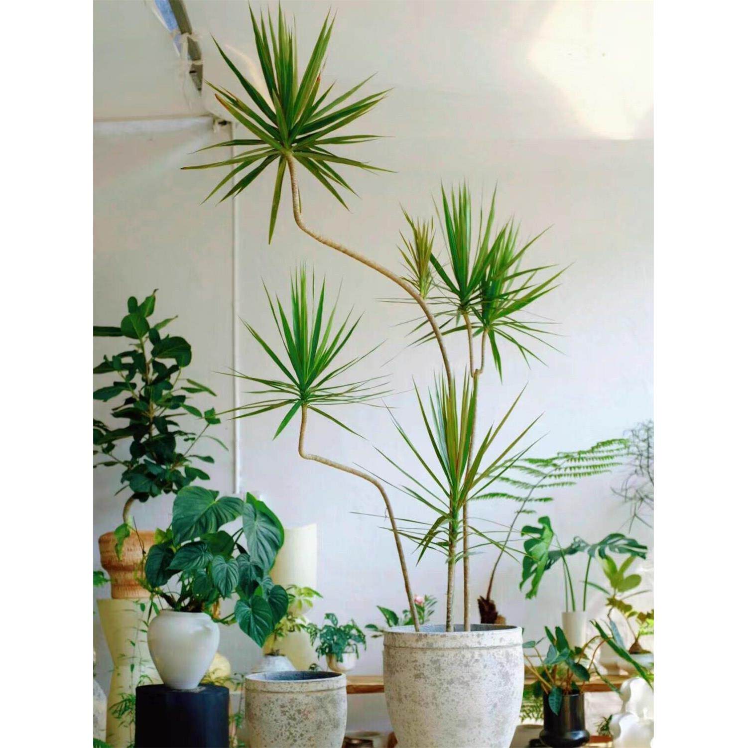 造型青叶千年木绿植室内龙血树客厅好养植物马尾铁网红旺宅大盆栽