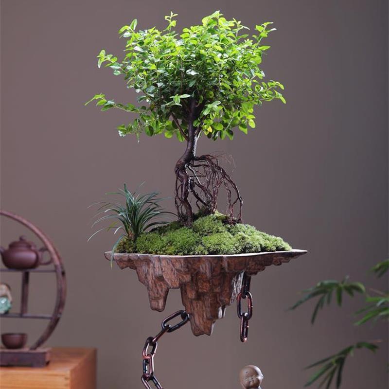 天空之城提根雀梅苔藓悬浮绿植盆景栽办公室内玄关书桌面净化空气