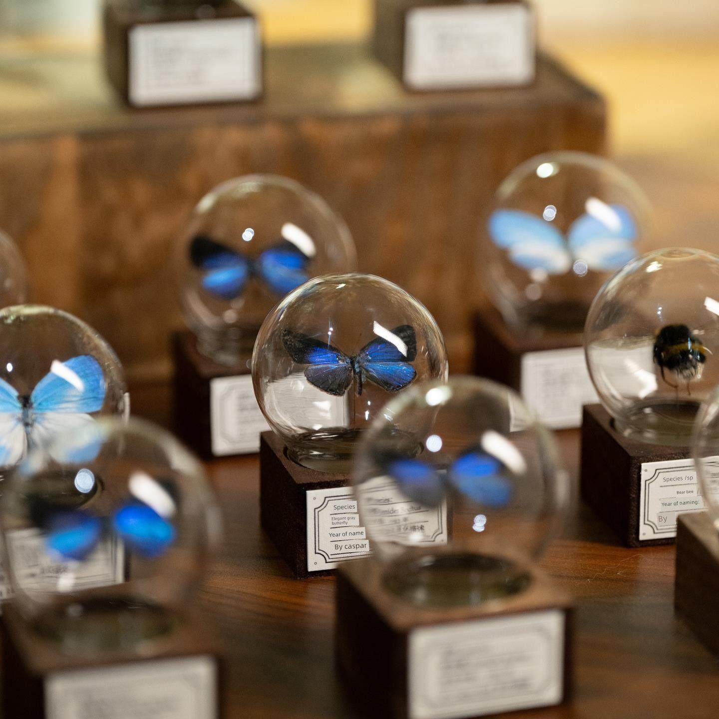 覆盖迷你饰品手工蝴蝶礼物核桃创意玻璃球假日桌面标本礼物,家居饰品,装饰摆件,淘宝优惠券,粉丝福利购,淘宝优惠卷