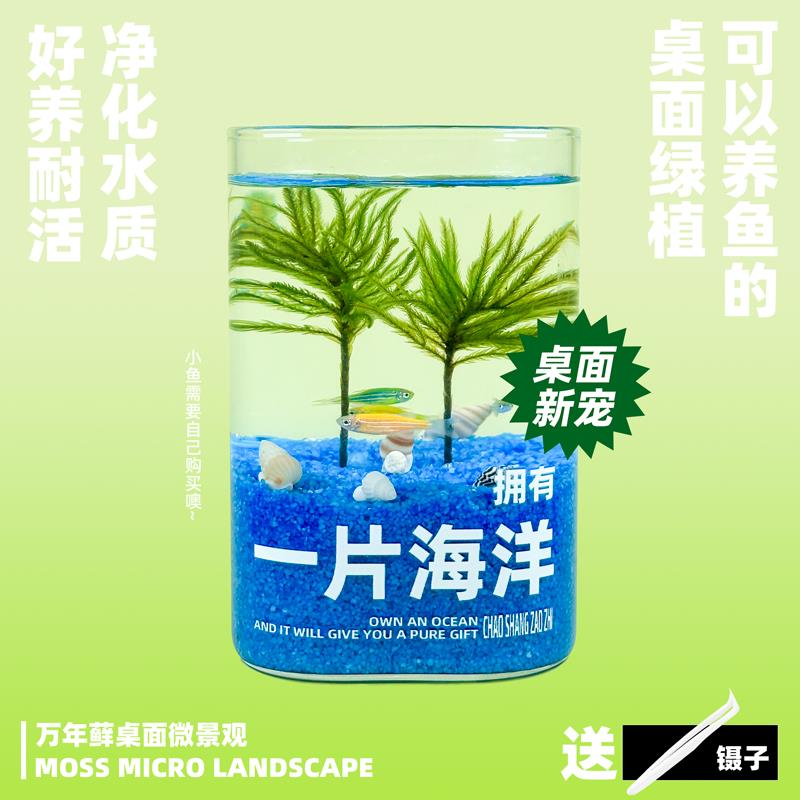 一片海洋桌面绿植好养水培棕榈苔藓微景观养鱼玻璃生态小鱼缸礼物