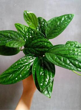 墨西哥龟背 泰国绿萝 Epipremnum Marble planet 室内绿植盆栽