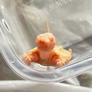 白化佛鳄龟黄化佛鳄魔眼佛鳄中美拟鳄龟观赏龟宠物龟鱼缸深水观赏