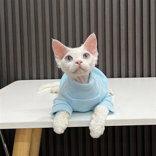 天蓝加绒加厚高领毛衣无毛猫衣服德文衣服斯芬克斯猫任发财