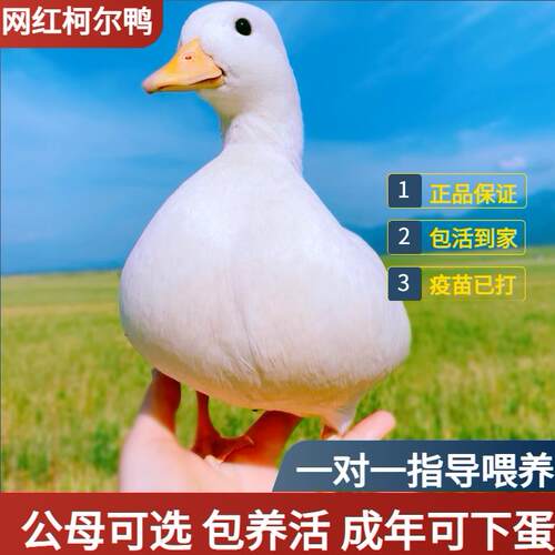 【视频选鸭】荷兰纯种柯尔鸭正品赛级S级网红活宠物鸭青成年幼崽